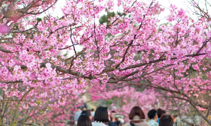 Tour 1 Hari Melihat Sakura di Utara Okinawa